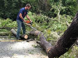 Professional Tree Removal Services in Cooper City, FL